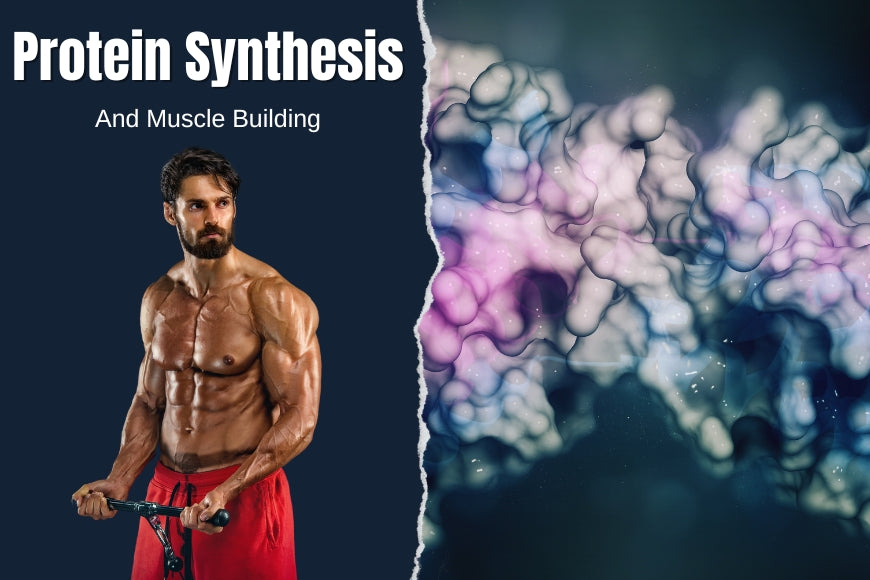 Protein Synthesis